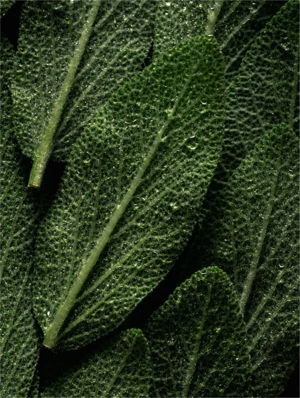 Brume Prébiotique Microbiome (100ml)