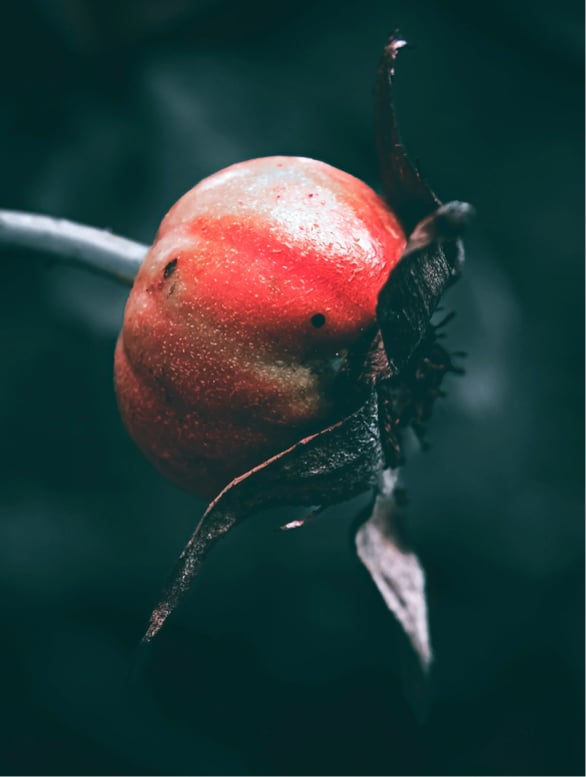 Sérum à Base d’huile Alternatif au Rétinol (30ml)